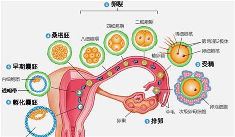 反胃