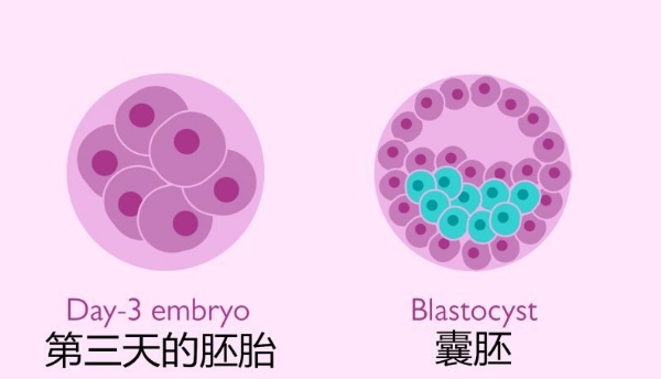 怀孕