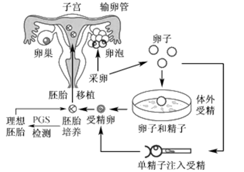 受孕成功