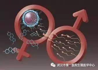 受精卵着床