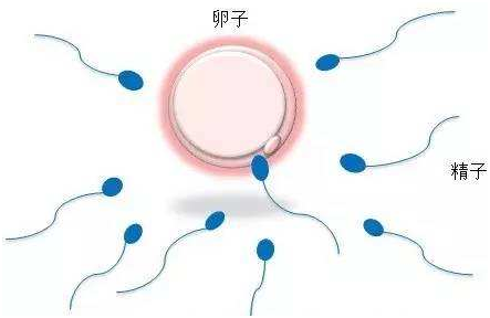 受精卵着床