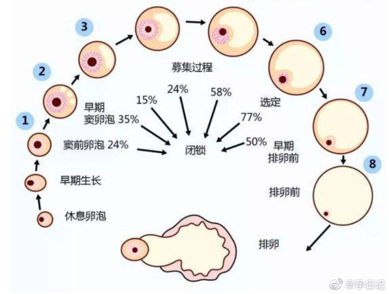 右侧宫内早孕