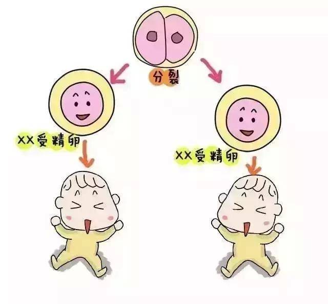 受精卵着床