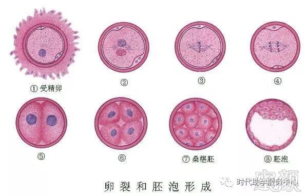 受精卵着床