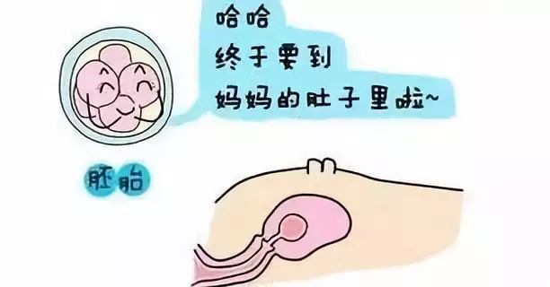 受精着床
