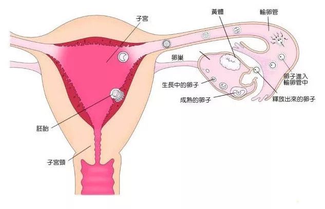 受精卵着床出血