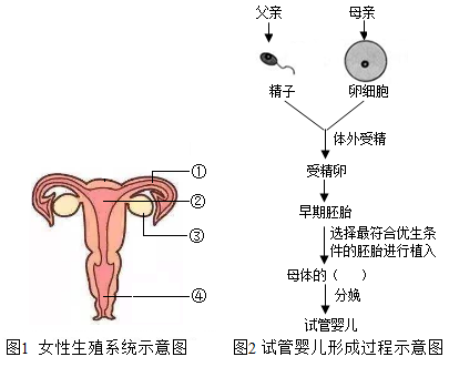 受精卵着床