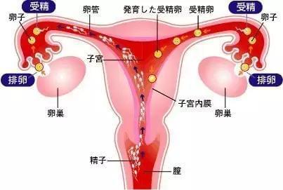 受精卵着床出血