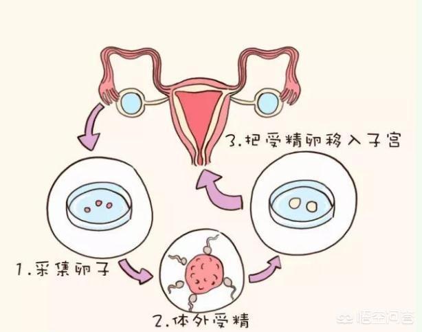 可能的受孕窗口