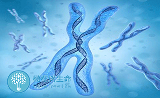 受精卵着床