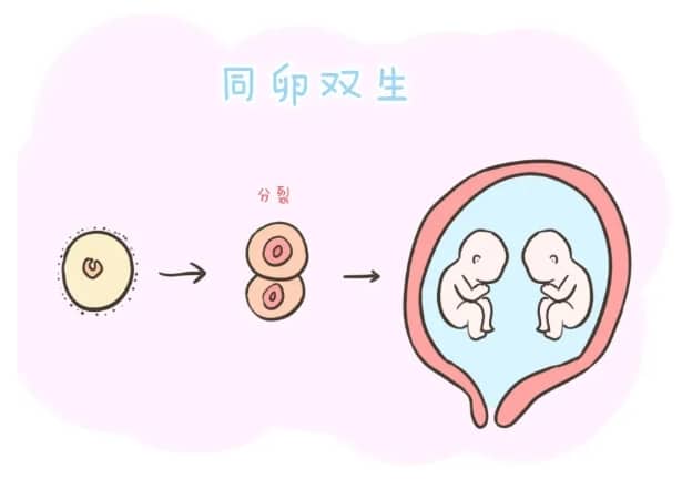 受精卵着床