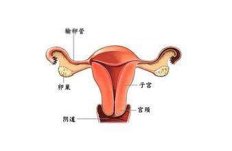 天津供卵代怀